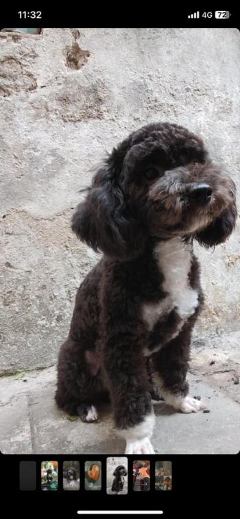 Tìm Chó lạc tại Hà Nội -  Chó Poodle Đực, màu Đen