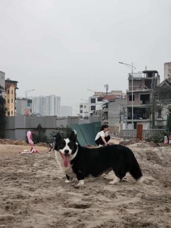 Tìm Chó lạc tại Hà Nội