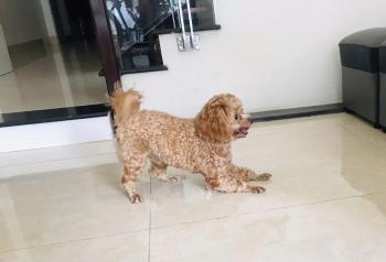 Tìm Chó lạc tại Hòa Bình -  Chó Poodle Đực, màu Vàng