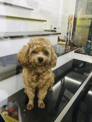 Tìm Chó lạc tại Hòa Bình -  Chó Poodle Đực, màu Vàng