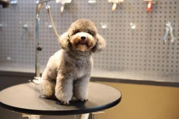 Tìm Chó lạc tại Hà Nội -  Chó Poodle Đực, màu Xám