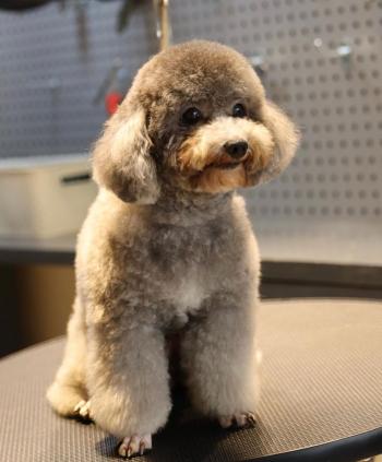 Tìm Chó lạc tại Hà Nội -  Chó Poodle Đực, màu Xám