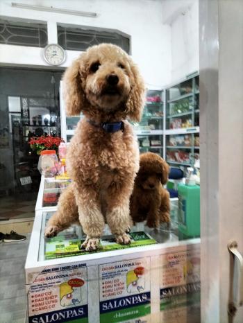 Tìm Chó lạc tại Hà Nội -  Chó Poodle Cái, màu Nâu đất