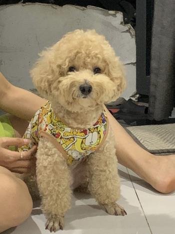 Tìm Chó lạc tại Hà Nội -  Chó Poodle Đực, màu Nâu đất