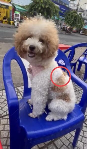 Tìm Chó lạc tại TP Hồ Chí Minh -  Chó Poodle Đực, màu Trắng