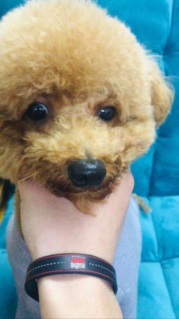 Tìm Chó lạc tại Hà Nội -  Chó Poodle Đực, màu Nâu đất