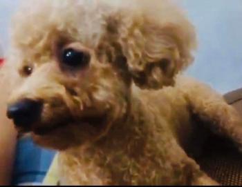 Tìm Chó lạc tại Hà Nội -  Chó Poodle Đực, màu Nâu đất