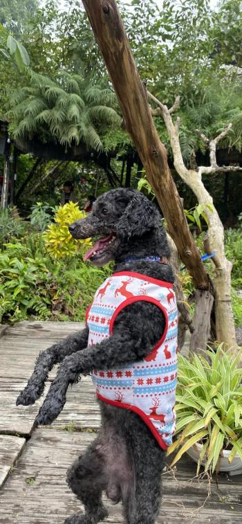 Tìm Chó lạc tại Hà Nội -  Chó Poodle Đực, màu Xám