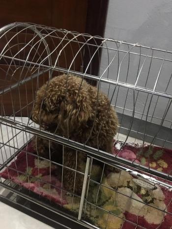 Tìm Chó lạc tại Quảng Ninh -  Chó Poodle Đực, màu Nâu đỏ