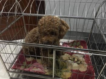 Tìm Chó lạc tại Quảng Ninh -  Chó Poodle Đực, màu Nâu đỏ