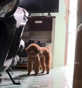 Tìm Chó lạc tại TP Hồ Chí Minh -  Chó Poodle Đực, màu Nâu đỏ