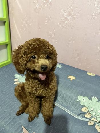 Tìm Chó lạc tại TP Hồ Chí Minh -  Chó Poodle Đực, màu Nâu đỏ