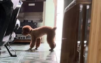 Tìm Chó lạc tại TP Hồ Chí Minh -  Chó Poodle Đực, màu Nâu đỏ