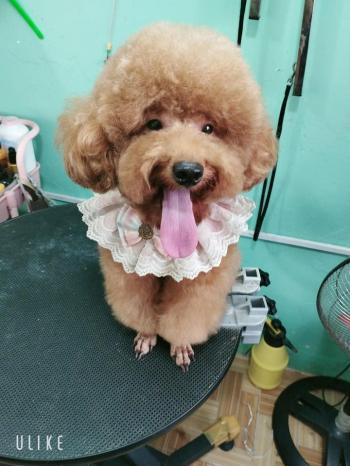 Tìm Chó lạc tại TP Hồ Chí Minh -  Chó Poodle Đực, màu Kem (Vàng mơ)