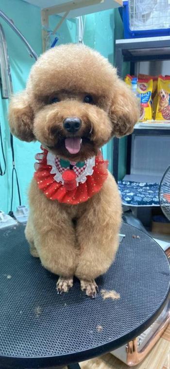 Tìm Chó lạc tại TP Hồ Chí Minh -  Chó Poodle Đực, màu Kem (Vàng mơ)