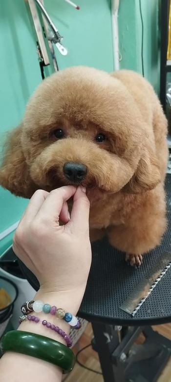 Tìm Chó lạc tại TP Hồ Chí Minh -  Chó Poodle Đực, màu Kem (Vàng mơ)