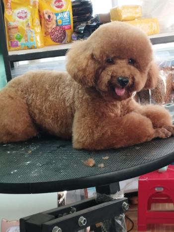 Tìm Chó lạc tại TP Hồ Chí Minh -  Chó Poodle Đực, màu Kem (Vàng mơ)