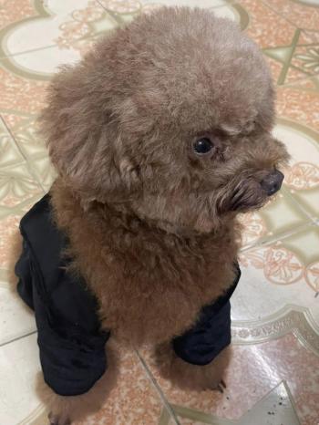 Tìm Chó lạc tại Hà Nội -  Chó Poodle Đực, màu Nâu đất