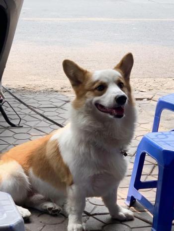 Tìm Chó lạc tại Hà Nội -  Chó Corgi Đực, màu Trắng - Vàng