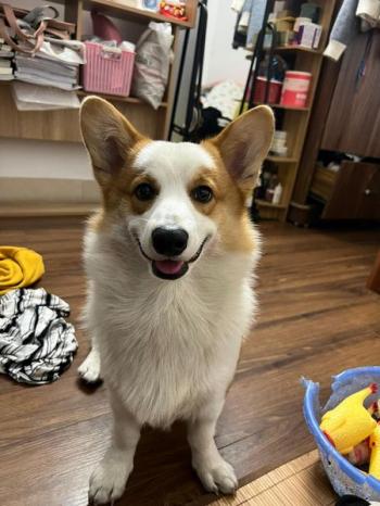 Tìm Chó lạc tại Hà Nội -  Chó Corgi Đực, màu Trắng - Vàng