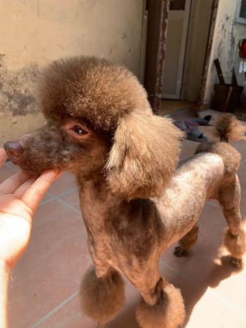 Tìm Chó lạc tại Hà Nội -  Chó Poodle Đực, màu Nâu đỏ