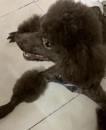 Tìm Chó lạc tại Hà Nội -  Chó Poodle Đực, màu Nâu đỏ