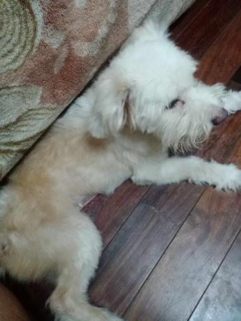 Tìm Chó lạc tại Hà Nội -  Chó Poodle Đực, màu Trắng