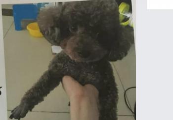 Tìm Chó lạc tại Hà Nội -  Chó Poodle Cái, màu Nâu đất