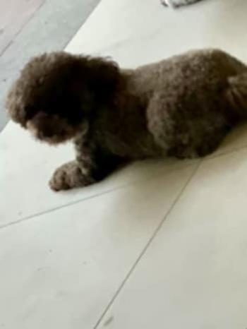 Tìm Chó lạc tại Hà Nội -  Chó Poodle Cái, màu Nâu đất