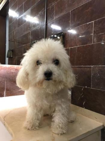 Tìm Chó lạc tại Quảng Ninh -  Chó Poodle Đực, màu Trắng