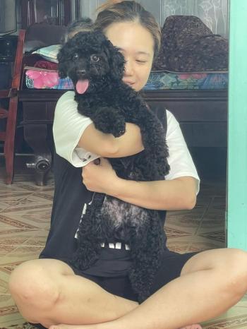 Tìm Chó lạc tại TP Hồ Chí Minh -  Chó Poodle Đực, màu Đen