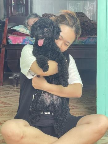 Tìm Chó lạc tại TP Hồ Chí Minh -  Chó Poodle Đực, màu Đen