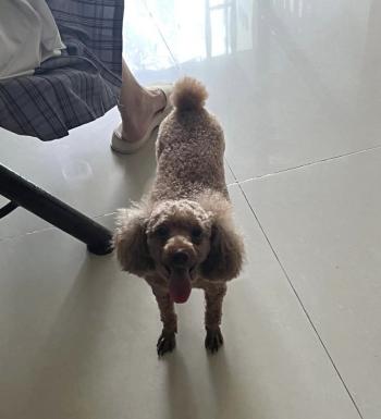 Tìm Chó lạc tại Hậu Giang -  Chó Poodle Đực, màu Nâu đất