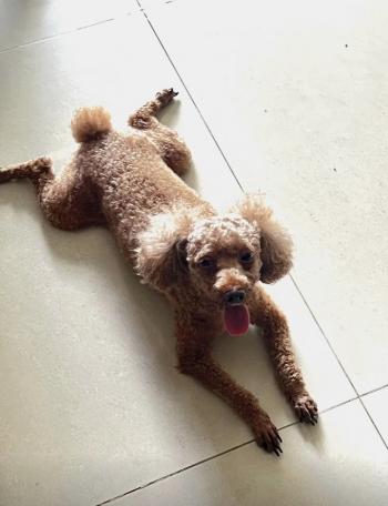 Tìm Chó lạc tại Hậu Giang -  Chó Poodle Đực, màu Nâu đất