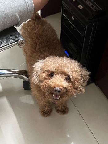 Tìm Chó lạc tại Hậu Giang -  Chó Poodle Đực, màu Nâu đất