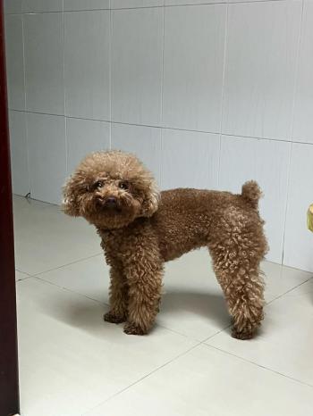 Tìm Chó lạc tại Hậu Giang -  Chó Poodle Đực, màu Nâu đất