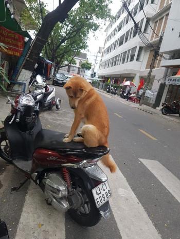 Tìm Chó lạc tại Đà Nẵng -  Chó Đực, màu Vàng