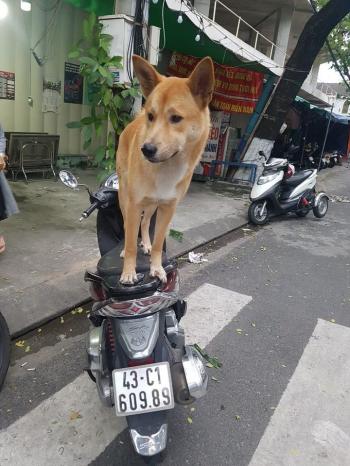 Tìm Chó lạc tại Đà Nẵng -  Chó Đực, màu Vàng