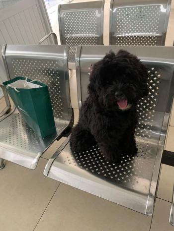 Tìm Chó lạc tại TP Hồ Chí Minh -  Chó Poodle Đực, màu Đen