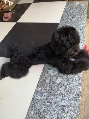 Tìm Chó lạc tại TP Hồ Chí Minh -  Chó Poodle Đực, màu Đen