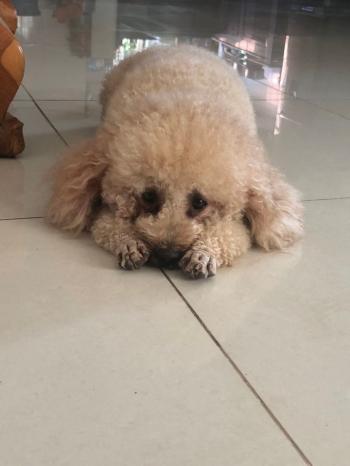 Tìm Chó lạc tại Bình Phước -  Chó Poodle Đực, màu Kem (Vàng mơ)