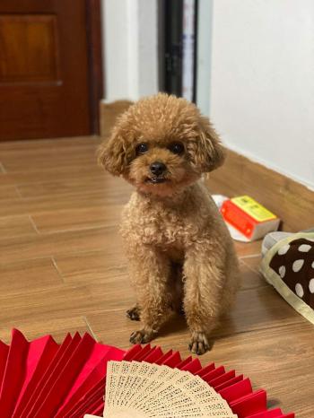 Tìm Chó lạc tại Hà Nội -  Chó Poodle Đực, màu Nâu đất