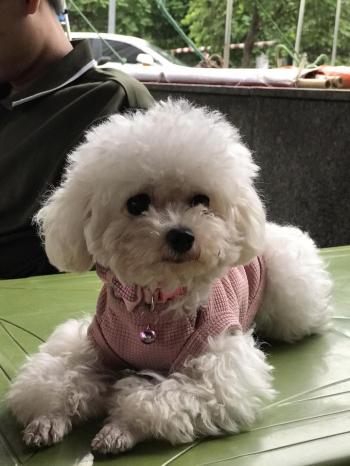 Tìm Chó lạc tại Hà Nội -  Chó Poodle Cái, màu Trắng