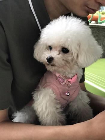 Tìm Chó lạc tại Hà Nội -  Chó Poodle Cái, màu Trắng