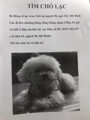 Tìm Chó lạc tại Hà Nội -  Chó Poodle Cái, màu Trắng