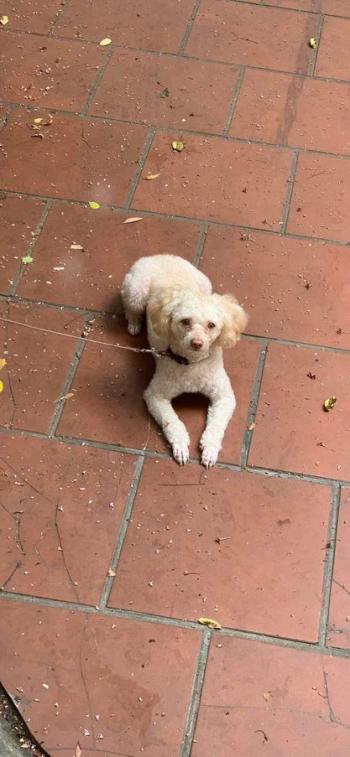 Tìm Chó lạc tại Hà Nội -  Chó Poodle Đực, màu Kem (Vàng mơ)