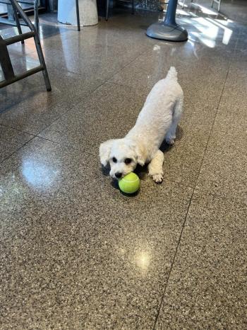 Tìm Chó lạc tại Hà Nội -  Chó Poodle Đực, màu Trắng