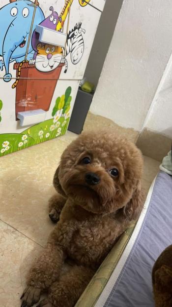 Tìm Chó lạc tại Hà Nội -  Chó Poodle Đực, màu Nâu đỏ