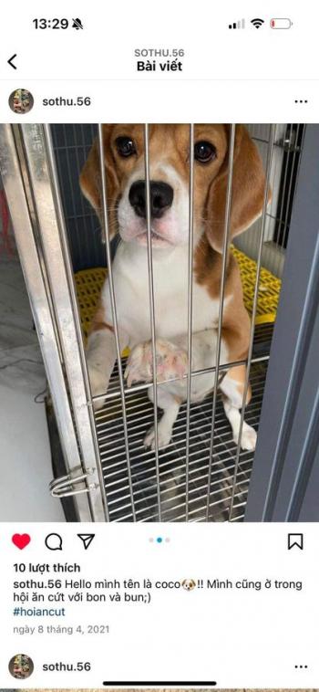 Tìm Chó lạc tại Hà Nội -  Chó Beagle Đực, màu Trắng - Vàng