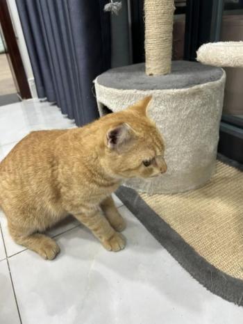 Phát hiện Mèo lạc tại TP Hồ Chí Minh -  Mèo Ta Đực, màu Cam